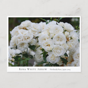 Rosa White Arrow Postcard
