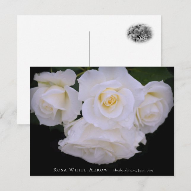 Rosa White Arrow Postcard (Front/Back)