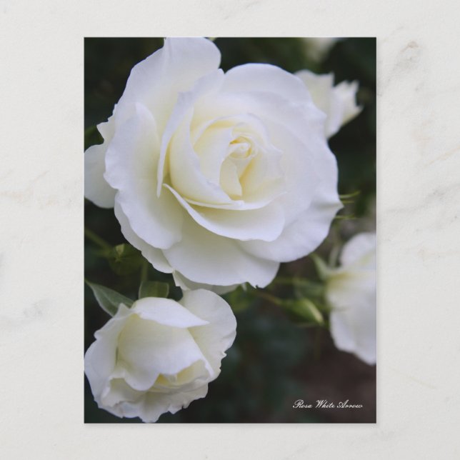 Rosa White Arrow：Postcard Postcard (Front)