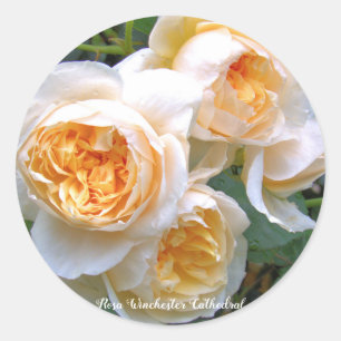 Rosa Winchester Cathedral ラウンドシール Classic Round Sticker