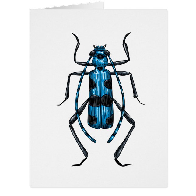 Rosalia Alpina (Devant)