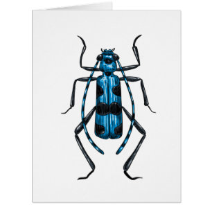 Rosalia Alpina beetle