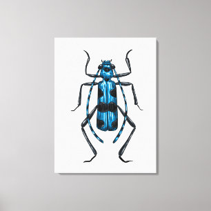 Rosalia Alpina beetle Canvas Print