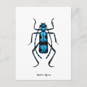 Rosalia Alpina beetle Postcard