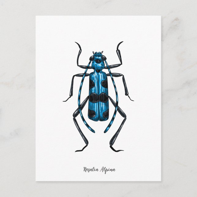 Rosalia Alpina beetle Postcard (Front)