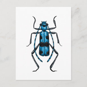 Rosalia Alpina beetle Postcard