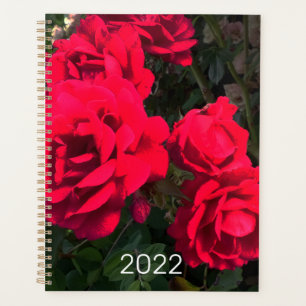 Rosarium Red Roses 2022