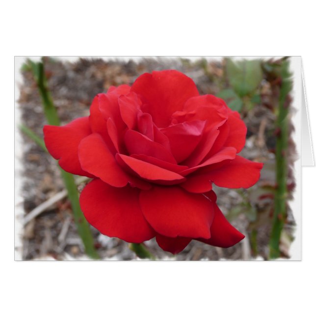 Rose (Front Horizontal)