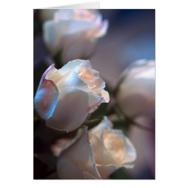 Rose (Devant)