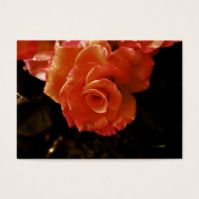 rose (Front)