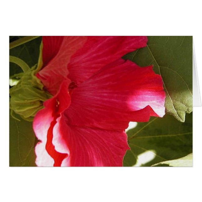 rose (Devant horizontal)