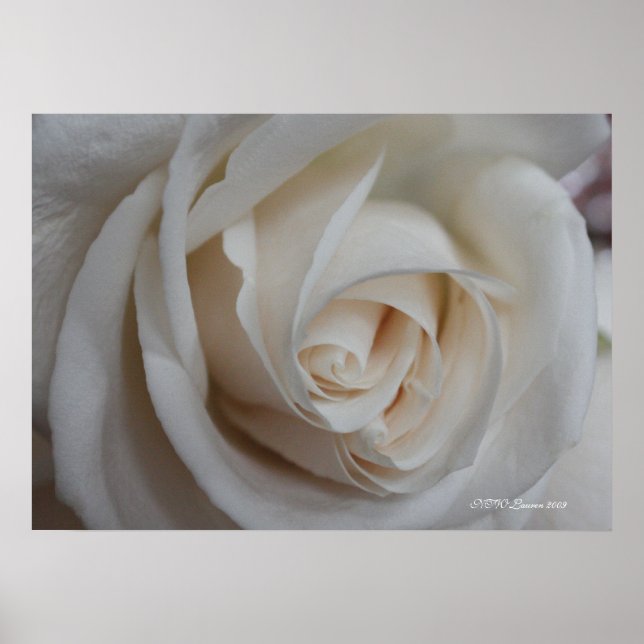 Rose 16 poster (Front)