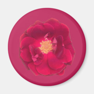 Rose A Magnet