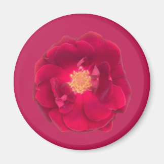 Rose A Magnet