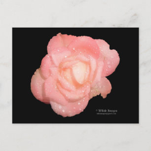 Rose After The Rain Postcard