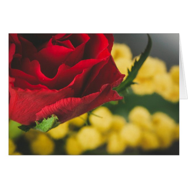 Rose and mimosas (Front Horizontal)