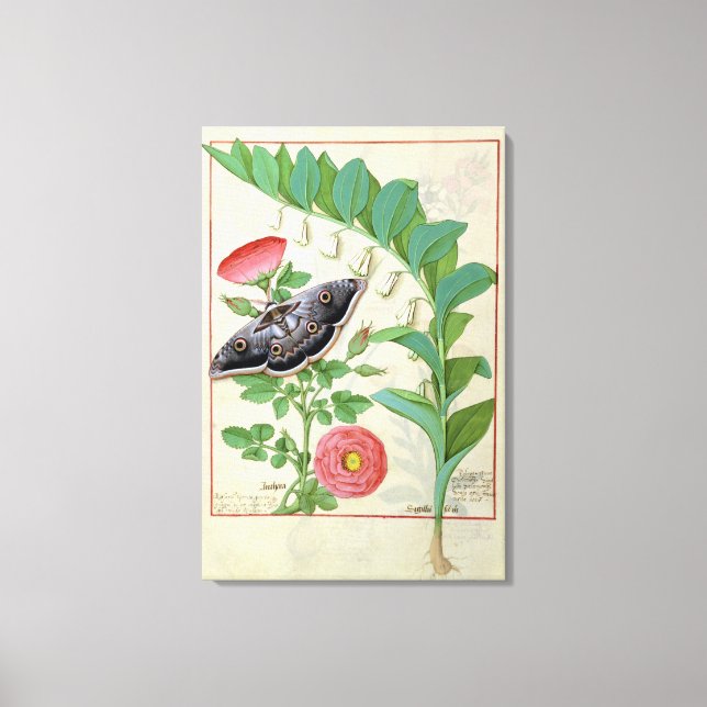 Rose and Polygonatum Canvas Print (Front)