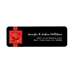 Rose and Rose Petals