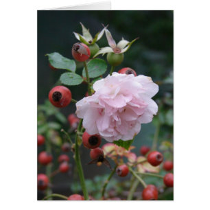 Rose and Rosehips