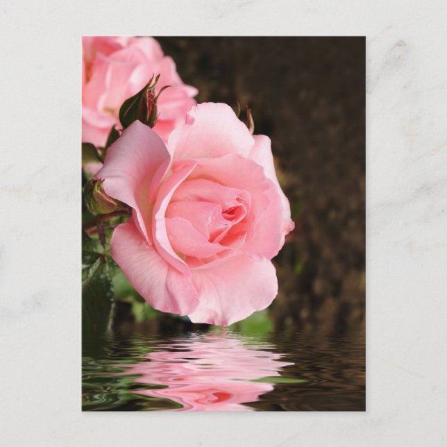 rose and water postcard (Front)
