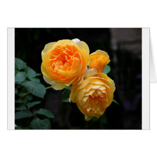 Rose anglais jaune