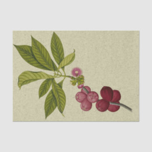 Rose Apple botanical Tissue Paper