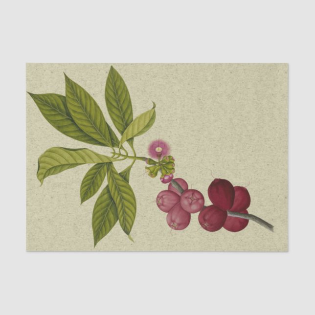 Rose Apple botanical Tissue Paper (Front)