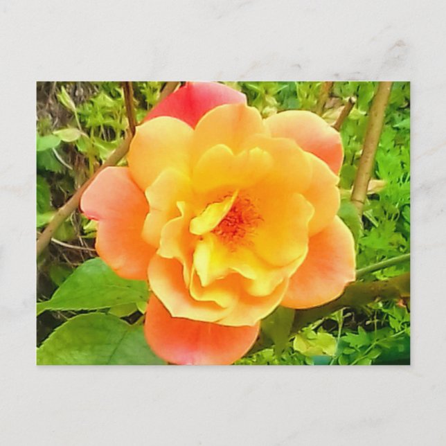Rose Apricot Postcard (Front)