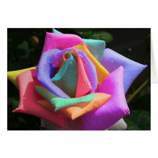 Rose arc-en-ciel psychédélique (Devant horizontal)