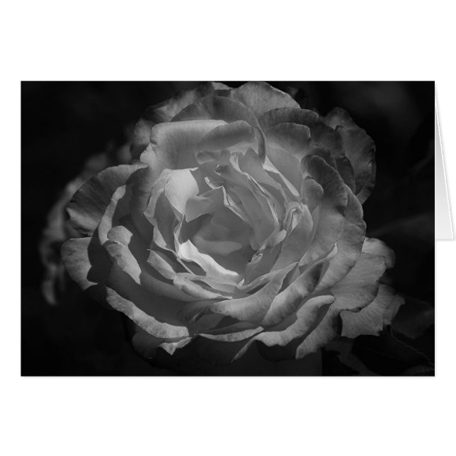 Rose argenté (Devant horizontal)