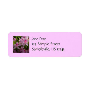 Rose Azalea Bush printemps floral