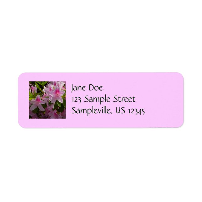 Rose Azalea Bush printemps floral (Devant)