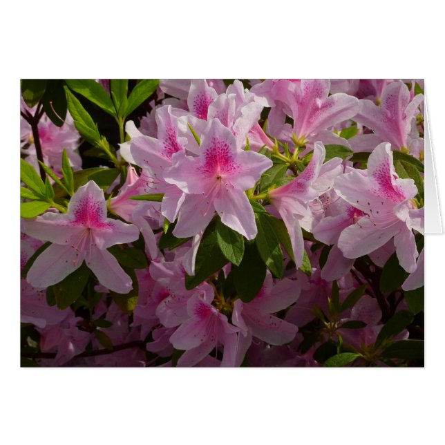 Rose Azalea Bush printemps floral (Devant horizontal)
