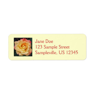 Rose Beautiful Pink and Yellow Floral