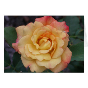 Rose Beautiful Pink and Yellow Floral