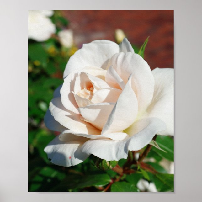 Rose Beige  background Poster (Front)