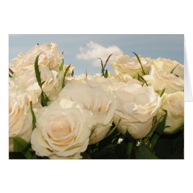 Rose blanche (Devant horizontal)