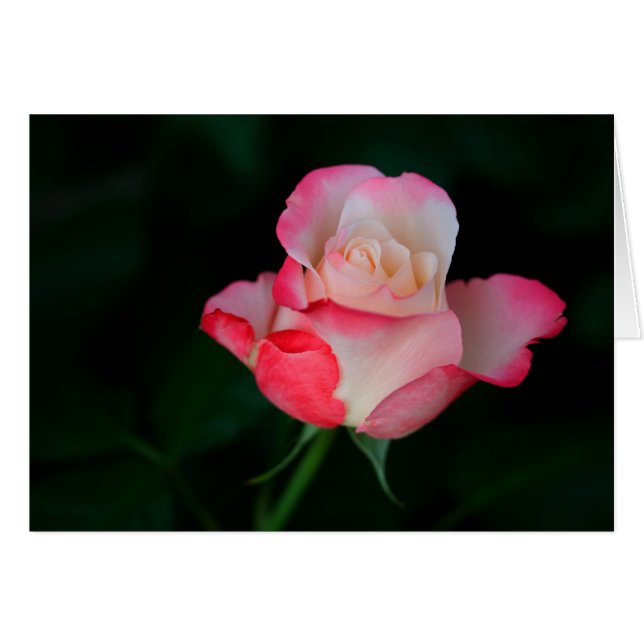 Rose blanche (Devant horizontal)