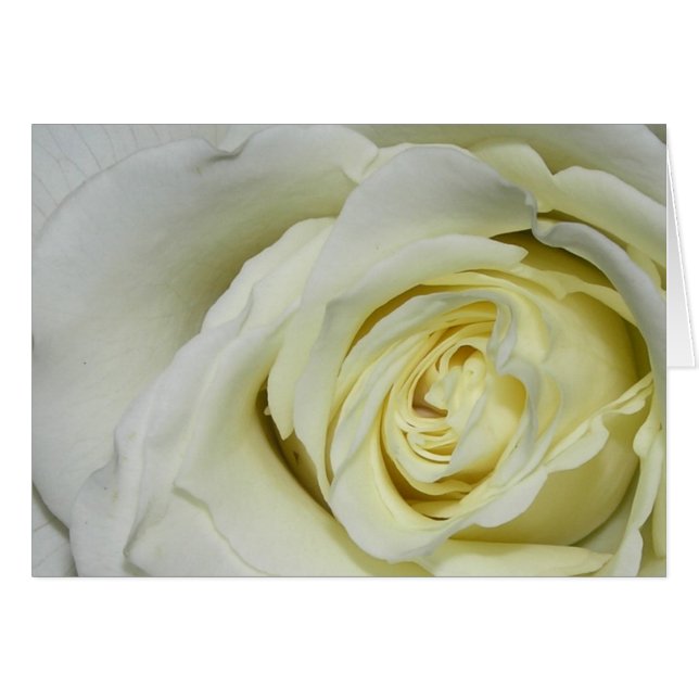 Rose blanche (Devant Horizontal)