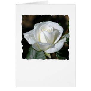 Rose blanche à la mâche