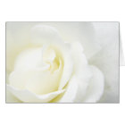 Rose blanche pour toutes les occasions