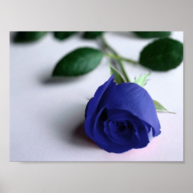 Rose bleu - Poster (Devant)