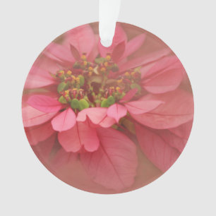 Rose Blush Poinsettias Digital Art Acrylic Ornament