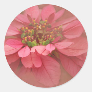 Rose Blush Poinsettias Digital Art Classic Round Sticker
