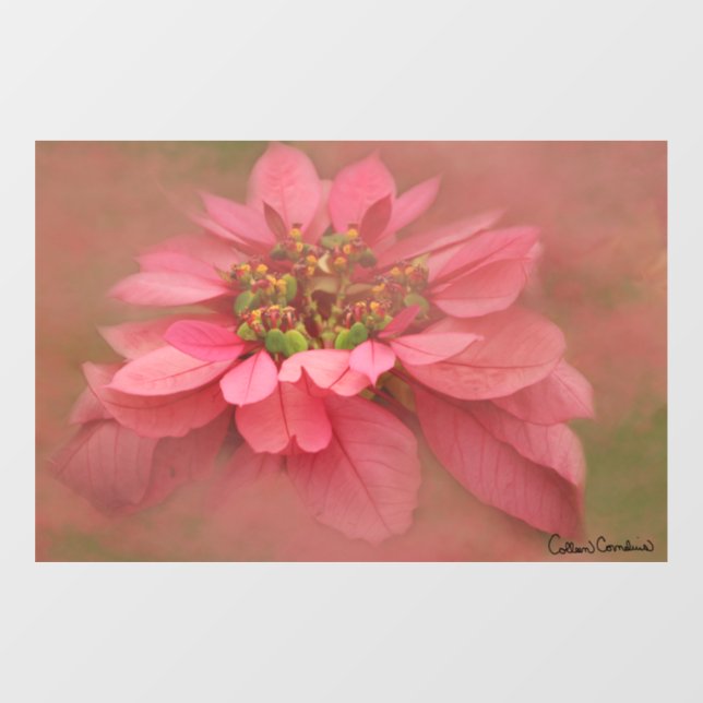 Rose Blush Poinsettias Digital Art Window Cling (Sheet)