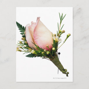 Rose Boutonniere Postcard