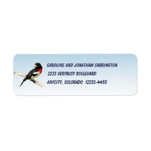 Rose-breasted Grosbeak