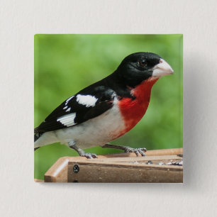 Rose-breasted Grosbeak 2 Inch Square Button