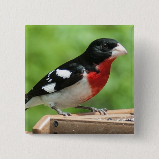 Rose-breasted Grosbeak 2 Inch Square Button (Front)