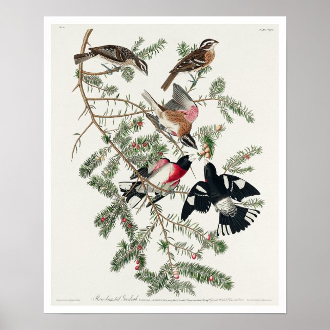 Rose-breasted Grosbeak by Audubon Poster (Front)